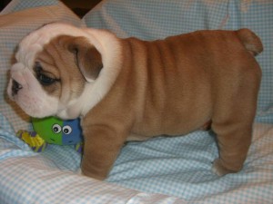 lovely English bulldog puppies for free adoption this Xmas