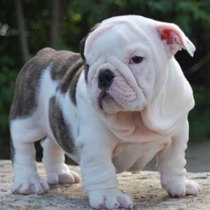 Outstanding English bulldog puppy for adoption