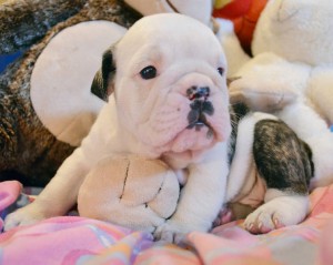 Well trained male and female English Bulldog puppies for adoption.