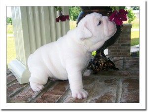 Spectacular Precious English Bulldog Puppies With LOE