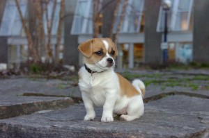 Japanese chin chihuahua puppy for Re homing