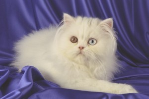 Sweet Persian kittens for re homing