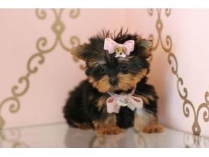 A NEW YEAR GIFT !!! MALE AND FEMALE YORKIE PUPPIES FOR ADOPTION!!!