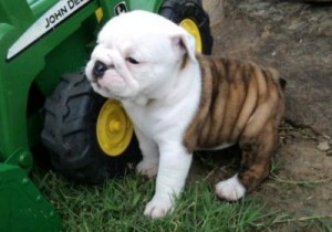 Adorable male and female English bulldog puppies ready now.