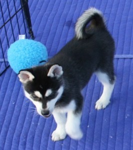 CHARMING NEW YEAR GIFT A MALE AND A FEMALE SIBERIAN HUSKY PUPPIES FOR YOUR KIDS