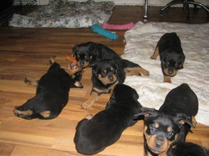 Rottweiler Puppies For Sale!!!!!