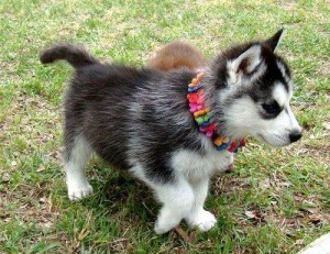 male and female siberian husky puppies for u now