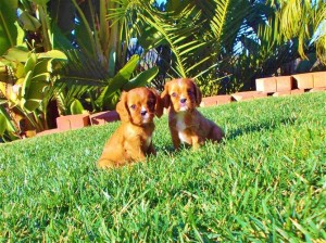 Cavalier King Charles Puppies -