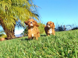 Cavalier King Charles Spaniels Ready