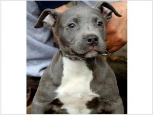 male and female pit bull puppies