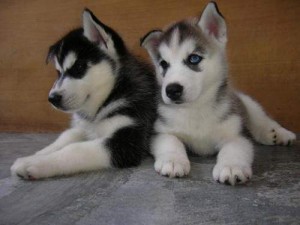 Affectionate and cute siberian husky puppies