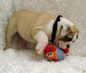 CUTE AND LOVELY ENGLISH BULLDOG PUPPIES READY TO GO NOW!!!!!!!!!