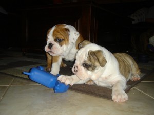 Cute And Gorgeous English Bulldog Puppies For Adoption