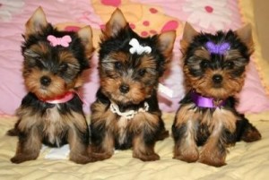 Begin New Year with male and female Yorkshire Terrier puppies for adoption to good loving and caring homes text at {347} 808 175