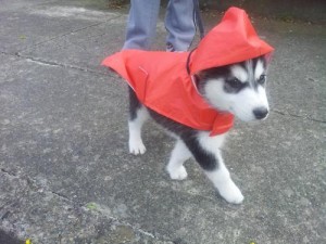 beautiful black and white male and female husky .text 781819-2542