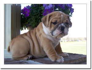 Socialized English bulldog puppies