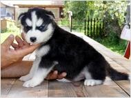 Nice Siberian Husky Puppies For Adoption