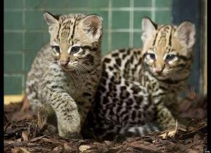 SPECIAL SERVAL/ OCELOT / BENGAL / HABARI / JAMBI / SAFARI KITTENS AVAILABLE!!!