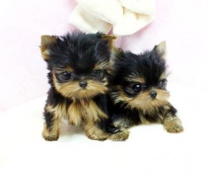 Adorable Tiny Teacup Yorkie puppies available