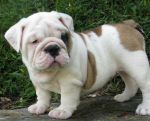 quality wandafull english bulldog puppies