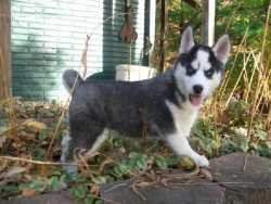 WOOOOOW!!!!!!!!!!!!Siberian Husky Puppies For Adoption