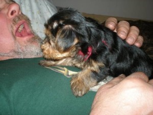 Excellent Yorkie Puppies For Adoption