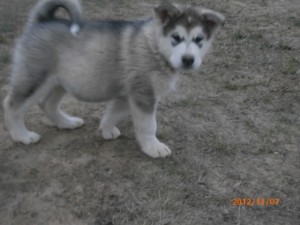 HEY! ADORABLE MALE AND FEMALE ALASKAN MALAMUTE PUPPIES FOR ADOPTION????