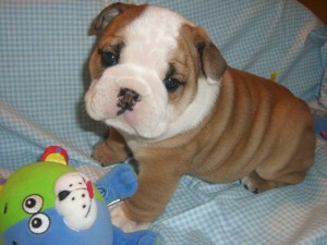 lovely English bulldog puppies for free adoption