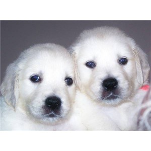 Good looking  male and female Golden retriever puppies