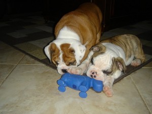 Cute And Gorgeous English Bulldog Puppies For Adoption