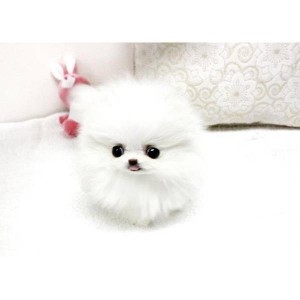 Top Quality Teacup Pomeranian Puppies