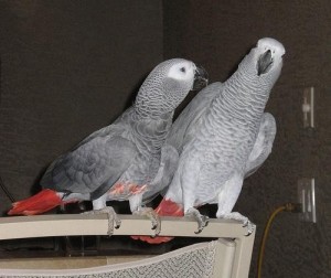 Congo African Grey Parrots For Adoption