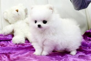 Top Quality Teacup Pomeranian Puppies