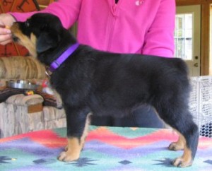 Adorable Rottweiler Puppies