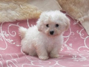 Excellent Mini Maltese puppies for adoption