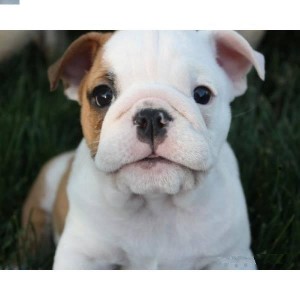 WOOOOW!!!! AKC English Bulldog Puppies For Adoption