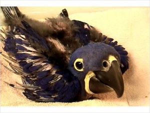 **Hand fed Hyacinth Macaw babies &amp; more!**