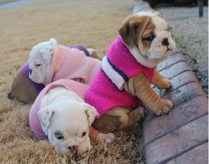 &quot;Excellent Bloodlines English Bulldogs 12wks old for Adoption&quot;