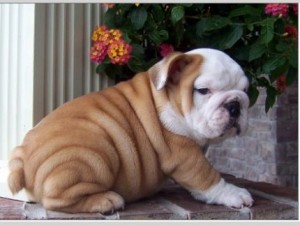 AKC registered Male and Female English bulldog puppies for Adoption