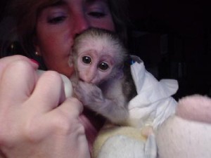 Marvelous Capuchin baby monkey for  outstanding new and loving home .(please contact)