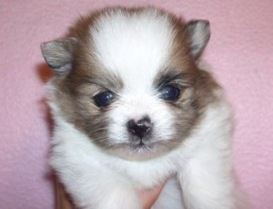 21free Pomeranian puppy for free adoption ready to go for a new home contact via email.pupvaster@yahoo.com