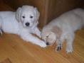 Golden Retriever Puppies for adoption