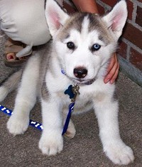 $$$$female Siberian husky puppies 6822927934