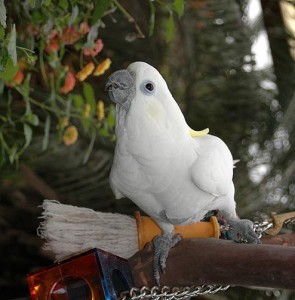 well trained male and female 2 Year Old Umbrella Cockatoos birds for sale