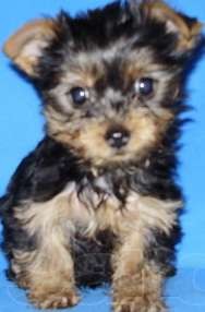 Delighted Male and female Yorkie puppies ready for any loving and caring home.