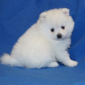 We have beautiful Pomeranian puppies