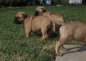 AKC Registered Champion lines Beautiful bullmastiffs Available.