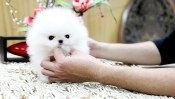 WOW!!! Adorable Pomerania  Puppies For free Adoption