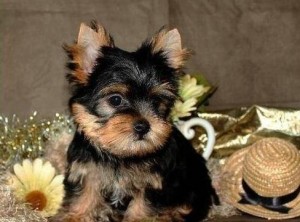 teacup yorkshire terrier pup text me (719) 245-8036