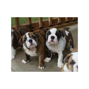 English bulldog puppies for adoption